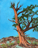 Bristlecone Pine, 8 x 10", acrylic on canvas board, 2024